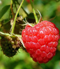 Maliník - Rubus idaeus - prostokořenné sazenice maliníku - 2 ks