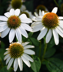 Třapatkovka White Swan - Echinacea purpurea - prostokořenné sazenice třapatkovky - 1 ks