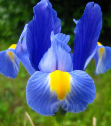 Kosatec Sapphire Beauty - Iris pumila - cibule kosatce - 3 ks