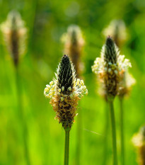 BIO Jitrocel Minutina - Plantago coronopus - bio semena jitrocele - 500 ks