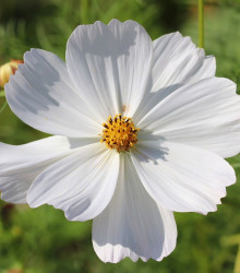 Krásenka bílá Sonata - Cosmos bipinnatus - semena krásenky - 15 ks