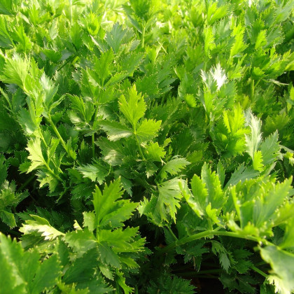 Celer listový jemný - Apium graveolens - semena celeru - 1 g