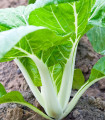 Pak Choi čínské zelí - Brassica chinensis - semena - 100 ks