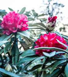 Rododendron - Pěnišník - Rhododendron arboreum - semena - 50 ks