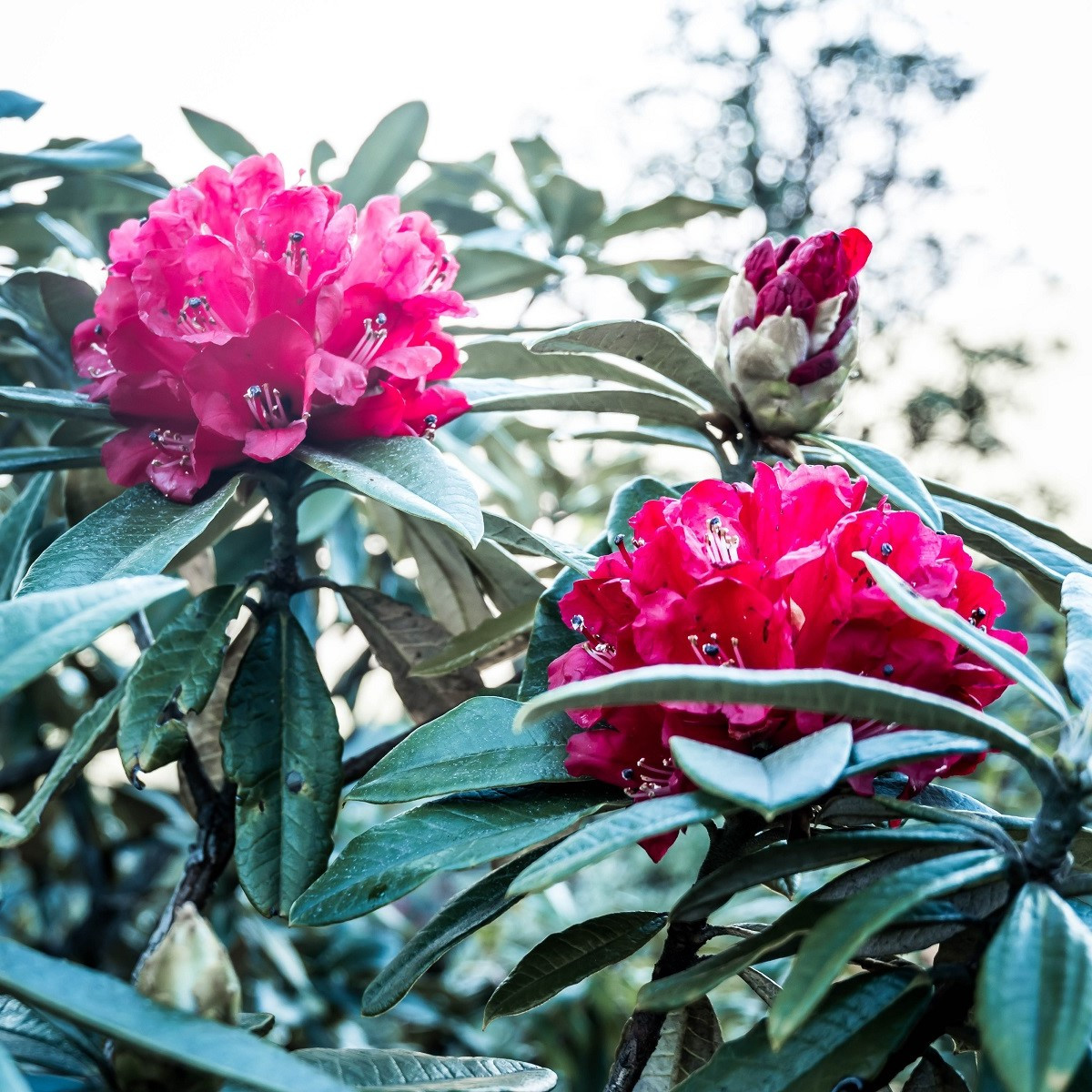 Rododendron - Pěnišník - Rhododendron arboreum - semena - 50 ks