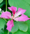 Orchidejový strom - Bauhinia purpurea - semena orchidejového stromu - 4 ks