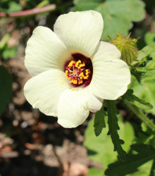 Ibišek trojdílný - Hibiscus trionum - semena ibišku - 5 ks