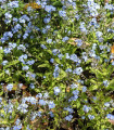 Pomněnka alpinská zakrslá - Myosotis alpestris - semena pomněnky - 700 ks