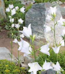 Zvonek broskvolistý bílý - Campanula persicifolia alba - semena zvonku - 0,02 g