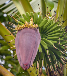 Banánovník Dwarf Cavendish - Musa Acuminata - semena - 5 ks