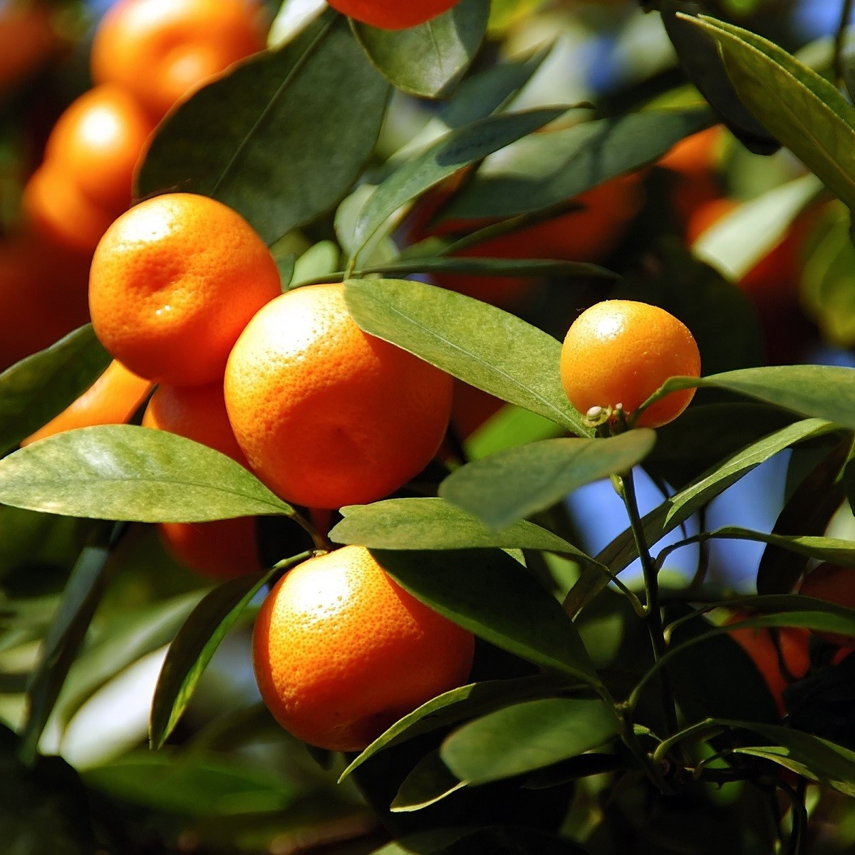 Pomerančovník zakrslý - Citrus mitis - semena pomerančovníku - 3 ks