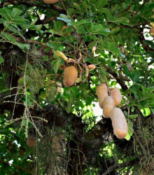 Salámový strom - Kigelia africana - semena salámového stromu - 4 ks