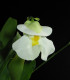 Bublinatka orchidoidní  - Utricularia alpina - semena bublinatky - 10 ks