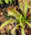 Rosnatka kapská obrovská - Drosera capensis giant - semena rosnatky - 15 ks