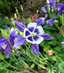 Orlíček obecný Blue Star - Aquilegia vulgaris - semena - 30 ks