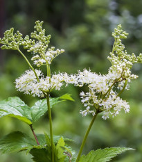 Tužebník jilmový - Filipendula ulmaria - semena tužebníku - 8 ks