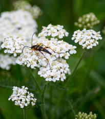 Řebříček obecný bílý - Achillea millefolium - semena řebříčku - 500 ks