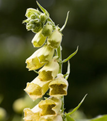 Náprstník žlutý - Digitalis lutea - semena náprstníku - 60 ks