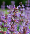 BIO Šalvěj lékařská - Salvia officinalis - bio semena šalvěje - 30 ks