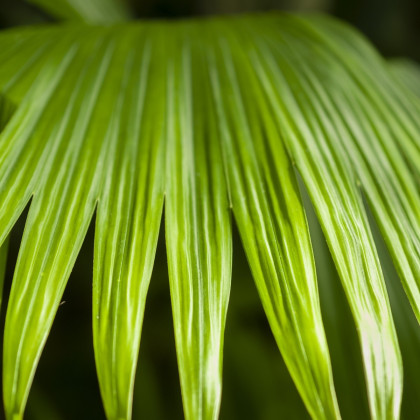 Palma - Carludovica palmata - semena palmy - 3 ks