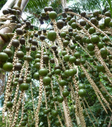 Palma Acai - Euterpe oleracea - semena palmy - 2 ks