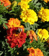 Aksamitník vysoký směs - Tagetes erecta - semena aksamitníku - 0,3 g