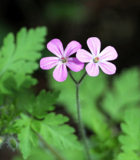 Kakost smrdutý - Geranium robertianum - semena kakostu - 10 ks