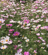 Krásenka Sensation směs - Cosmos bipinatus mix - semena krásenky - 20 ks