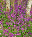 Měsíčnice roční fialová Honesty - Lunaria annua - semena měsíčnice - 50 ks