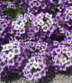 Tařicovka přímořská Fialová královna - Alyssum maritimum - semena tařicovky - 1 g