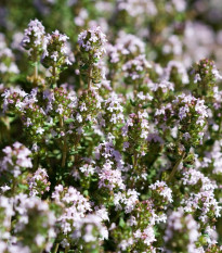 BIO Tymián - Thymus vulgaris - bio semena tymiánu - 500 ks