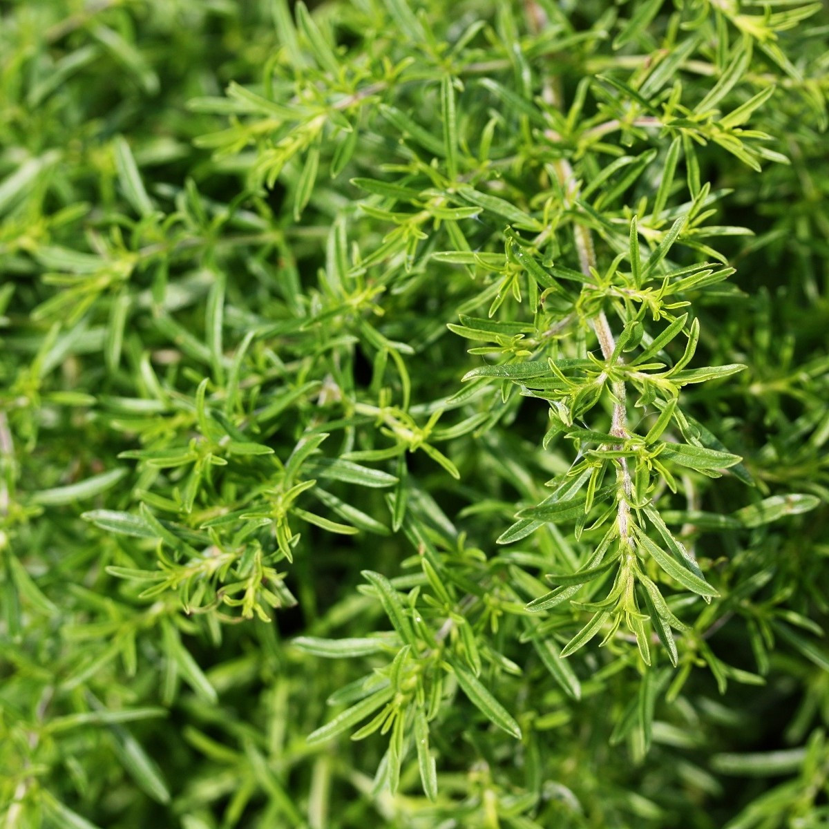 BIO Saturejka horská - Satureja hortensis - bio semena saturejky - 0,3 g