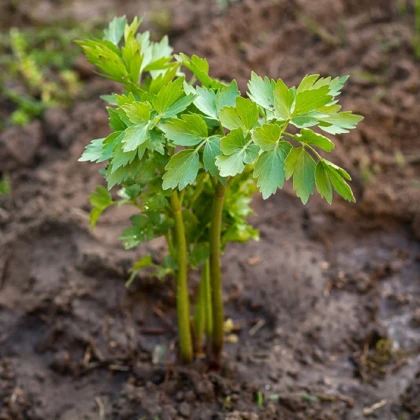 BIO Libeček - Levisticum officinale - bio semena libečku - 0,5 g
