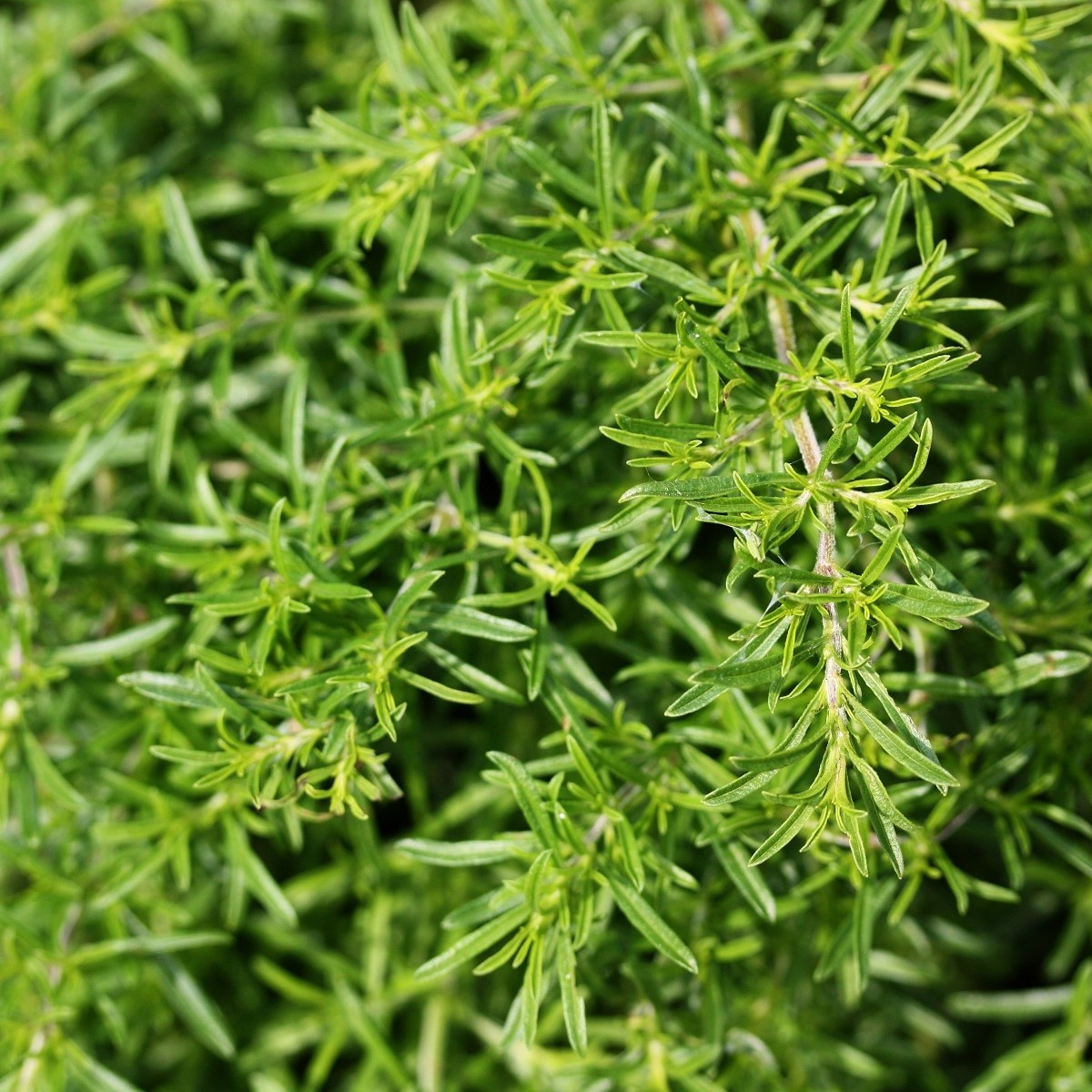 BIO Saturejka zahradní - Satureja hortensis - bio semena saturejky - 1 g