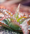 Aloe - Aloe branddraaiensis - semena aloe - 6 ks