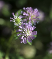 Jetel zvrácený - Trifolium resupinatum - semena - 100 ks