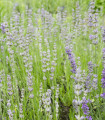 Levandule lékařská růžová SPECIÁL - Lavandula angustifolia - semena levandule - 15 ks