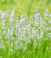 Levandule lékařská Ellegance Snow - Lavandula angustifolia - semena levandule - 15 ks