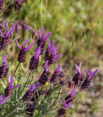 Levandule francouzská - Lavandula stoechas - semena levandule - 20 ks