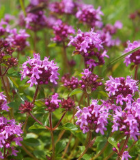 Mateřídouška - Thymus serpyllum - semena mateřídoušky - 500ks