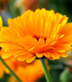 Měsíček lékařský - Calendula officinalis - semena měsíčku - 65 ks