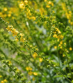 Řepík lékařský - Agrimonia eupatoria - semena řepíku - 20 ks