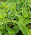 Máta dlouholistá - Mentha longifolia - semena máty - 20 ks