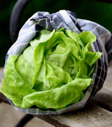 BIO Salát ledový Saladin - Lactuca sativa - bio semena salátu - 100 ks