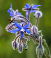 Brutnák lékařský - Borago officinalis - semena brutnáku - 20 ks