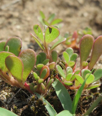 Šrucha zlatá - Portulaca oleracea - semena šruchy - 30 ks