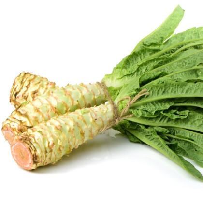 Salát chřestový Celtuce - Lactuca sativa L.var.asparagina - semena - 300 ks