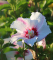 Ibišek syrský bílý - Hibiscus syriacus - semena ibišku - 12 ks