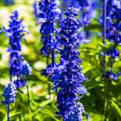 Šalvěj pomoučená Strata - Salvia farinacea - semena šalvěje - 20 ks