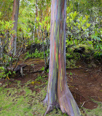 Eukalyptus duhový - Blahovičník - Eucalyptus deglupta - semena eukalyptu - 5 ks